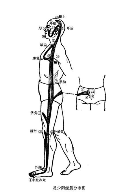 經筋師|認識經筋